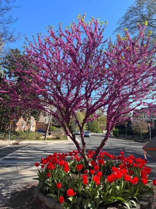Glover Park/georgetown Oasis With Parking Washington