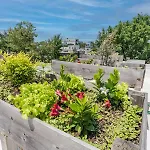 Bougainvillea Dc Roof Deck